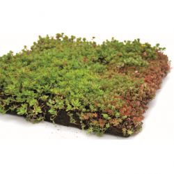 Groendak sedums PLACE 'N GO - 1m²